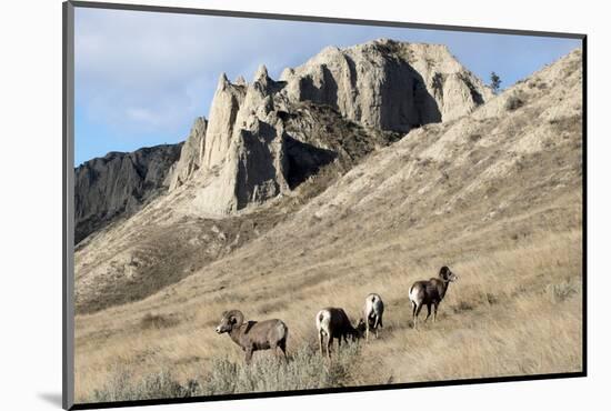 Rocky Mountain bighorn sheep grazing in grasslands. Mature rams.-Richard Wright-Mounted Photographic Print