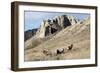 Rocky Mountain bighorn sheep grazing in grasslands. Mature rams.-Richard Wright-Framed Photographic Print