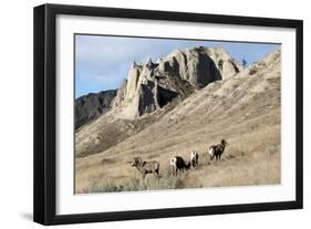 Rocky Mountain bighorn sheep grazing in grasslands. Mature rams.-Richard Wright-Framed Photographic Print