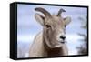 Rocky Mountain Bighorn Sheep Grazing, Jasper NP, Alberta, Canada-Richard Wright-Framed Stretched Canvas