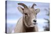 Rocky Mountain Bighorn Sheep Grazing, Jasper NP, Alberta, Canada-Richard Wright-Stretched Canvas