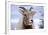 Rocky Mountain Bighorn Sheep Grazing, Jasper NP, Alberta, Canada-Richard Wright-Framed Photographic Print