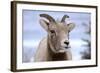 Rocky Mountain Bighorn Sheep Grazing, Jasper NP, Alberta, Canada-Richard Wright-Framed Photographic Print