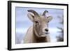 Rocky Mountain Bighorn Sheep Grazing, Jasper NP, Alberta, Canada-Richard Wright-Framed Photographic Print