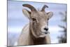 Rocky Mountain Bighorn Sheep Grazing, Jasper NP, Alberta, Canada-Richard Wright-Mounted Photographic Print