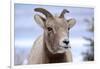 Rocky Mountain Bighorn Sheep Grazing, Jasper NP, Alberta, Canada-Richard Wright-Framed Photographic Print