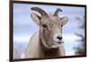 Rocky Mountain Bighorn Sheep Grazing, Jasper NP, Alberta, Canada-Richard Wright-Framed Photographic Print