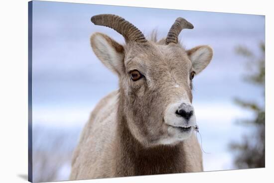 Rocky Mountain Bighorn Sheep Grazing, Jasper NP, Alberta, Canada-Richard Wright-Stretched Canvas