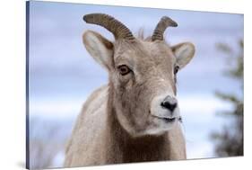 Rocky Mountain Bighorn Sheep Grazing, Jasper NP, Alberta, Canada-Richard Wright-Stretched Canvas
