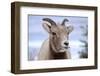 Rocky Mountain Bighorn Sheep Grazing, Jasper NP, Alberta, Canada-Richard Wright-Framed Photographic Print