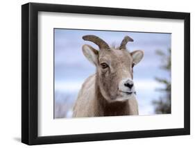 Rocky Mountain Bighorn Sheep Grazing, Jasper NP, Alberta, Canada-Richard Wright-Framed Photographic Print