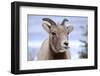 Rocky Mountain Bighorn Sheep Grazing, Jasper NP, Alberta, Canada-Richard Wright-Framed Photographic Print