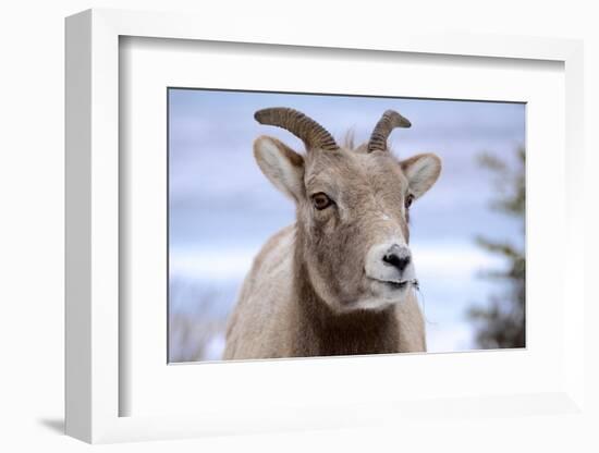 Rocky Mountain Bighorn Sheep Grazing, Jasper NP, Alberta, Canada-Richard Wright-Framed Photographic Print