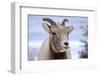 Rocky Mountain Bighorn Sheep Grazing, Jasper NP, Alberta, Canada-Richard Wright-Framed Photographic Print