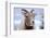Rocky Mountain Bighorn Sheep Grazing, Jasper NP, Alberta, Canada-Richard Wright-Framed Photographic Print
