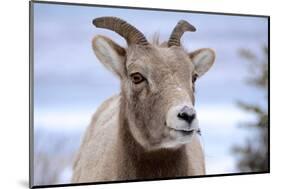 Rocky Mountain Bighorn Sheep Grazing, Jasper NP, Alberta, Canada-Richard Wright-Mounted Photographic Print