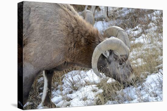 Rocky Mountain Bighorn Sheep in Jasper National Park, Alberta, Canada-Richard Wright-Stretched Canvas