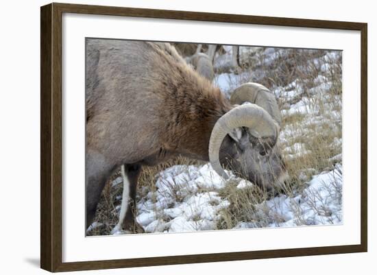 Rocky Mountain Bighorn Sheep in Jasper National Park, Alberta, Canada-Richard Wright-Framed Photographic Print