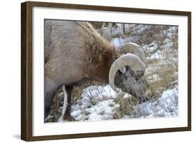 Rocky Mountain Bighorn Sheep in Jasper National Park, Alberta, Canada-Richard Wright-Framed Photographic Print