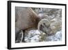Rocky Mountain Bighorn Sheep in Jasper National Park, Alberta, Canada-Richard Wright-Framed Photographic Print