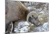 Rocky Mountain Bighorn Sheep in Jasper National Park, Alberta, Canada-Richard Wright-Mounted Photographic Print