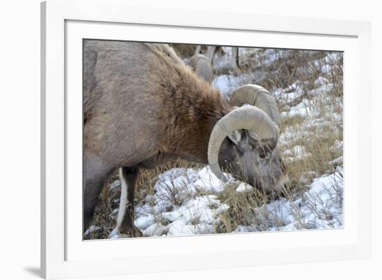 Rocky Mountain Bighorn Sheep in Jasper National Park, Alberta, Canada-Richard Wright-Framed Photographic Print