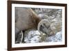 Rocky Mountain Bighorn Sheep in Jasper National Park, Alberta, Canada-Richard Wright-Framed Photographic Print