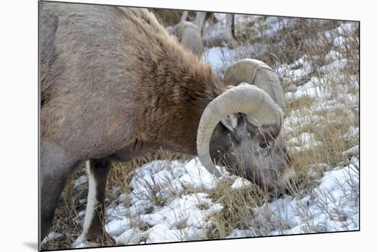 Rocky Mountain Bighorn Sheep in Jasper National Park, Alberta, Canada-Richard Wright-Mounted Photographic Print