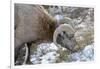 Rocky Mountain Bighorn Sheep in Jasper National Park, Alberta, Canada-Richard Wright-Framed Photographic Print