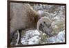 Rocky Mountain Bighorn Sheep in Jasper National Park, Alberta, Canada-Richard Wright-Framed Photographic Print