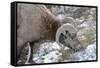 Rocky Mountain Bighorn Sheep in Jasper National Park, Alberta, Canada-Richard Wright-Framed Stretched Canvas
