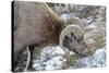 Rocky Mountain Bighorn Sheep in Jasper National Park, Alberta, Canada-Richard Wright-Stretched Canvas