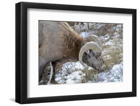 Rocky Mountain Bighorn Sheep in Jasper National Park, Alberta, Canada-Richard Wright-Framed Photographic Print