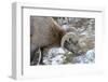 Rocky Mountain Bighorn Sheep in Jasper National Park, Alberta, Canada-Richard Wright-Framed Photographic Print