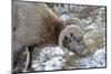 Rocky Mountain Bighorn Sheep in Jasper National Park, Alberta, Canada-Richard Wright-Mounted Photographic Print