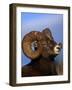 Rocky Mountain Bighorn Sheep, Jasper National Park, Alberta, Canada-Lynn M. Stone-Framed Photographic Print