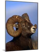 Rocky Mountain Bighorn Sheep, Jasper National Park, Alberta, Canada-Lynn M. Stone-Mounted Photographic Print
