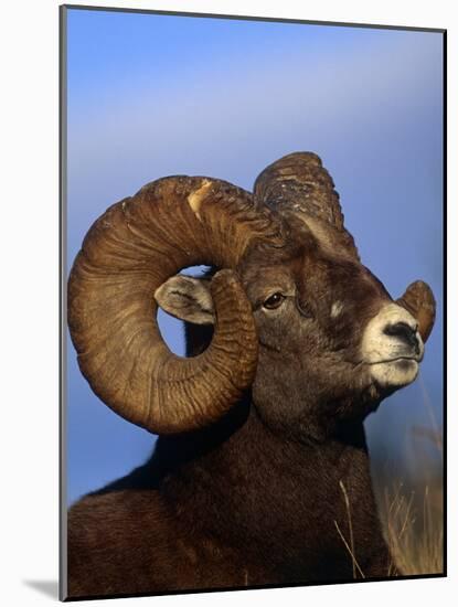 Rocky Mountain Bighorn Sheep, Jasper National Park, Alberta, Canada-Lynn M. Stone-Mounted Photographic Print