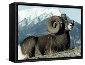 Rocky Mountain Bighorn Sheep, Jasper National Park-Lynn M^ Stone-Framed Stretched Canvas
