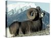 Rocky Mountain Bighorn Sheep, Jasper National Park-Lynn M^ Stone-Stretched Canvas