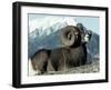 Rocky Mountain Bighorn Sheep, Jasper National Park-Lynn M^ Stone-Framed Premium Photographic Print