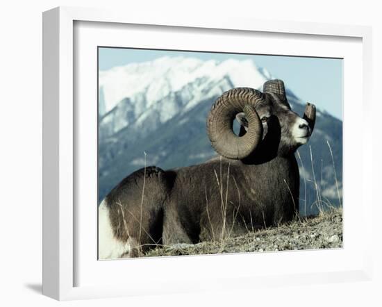 Rocky Mountain Bighorn Sheep, Jasper National Park-Lynn M^ Stone-Framed Premium Photographic Print