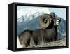 Rocky Mountain Bighorn Sheep, Jasper National Park-Lynn M^ Stone-Framed Stretched Canvas