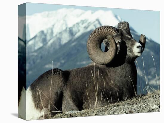 Rocky Mountain Bighorn Sheep, Jasper National Park-Lynn M^ Stone-Stretched Canvas