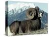 Rocky Mountain Bighorn Sheep, Jasper National Park-Lynn M^ Stone-Stretched Canvas