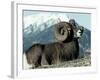 Rocky Mountain Bighorn Sheep, Jasper National Park-Lynn M^ Stone-Framed Photographic Print