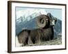 Rocky Mountain Bighorn Sheep, Jasper National Park-Lynn M^ Stone-Framed Photographic Print