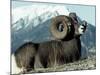 Rocky Mountain Bighorn Sheep, Jasper National Park-Lynn M^ Stone-Mounted Photographic Print