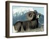 Rocky Mountain Bighorn Sheep, Jasper National Park-Lynn M^ Stone-Framed Photographic Print