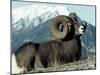 Rocky Mountain Bighorn Sheep, Jasper National Park-Lynn M^ Stone-Mounted Photographic Print